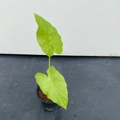 クワズイモの画像