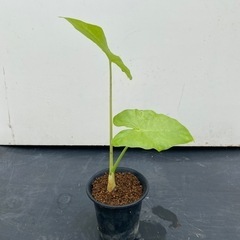 クワズイモの画像