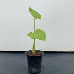 クワズイモの画像