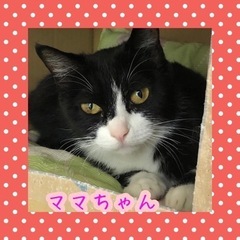 ブラウン白のハチワレとママ猫【譲渡会参加】 − 福岡県