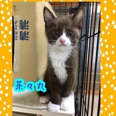 ブラウン白のハチワレとママ猫【譲渡会参加】 - 猫