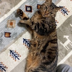 京都府福知山市石原で猫（キジトラ）が行方不明になりました。