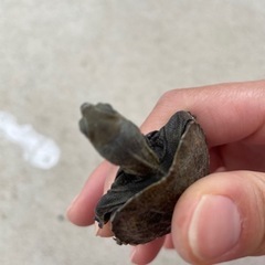 イシガメ