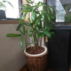 【確定しました】【無料】観葉植物 シュロチク（棕櫚竹）鉢植え