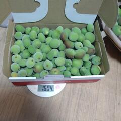青梅　無農薬　1.5キロ