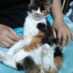 子猫と母猫の里親募集中