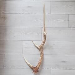 鹿の角(エゾシカ) 特大サイズ インテリア