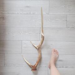 鹿の角(エゾシカ) 特大サイズ インテリアの画像