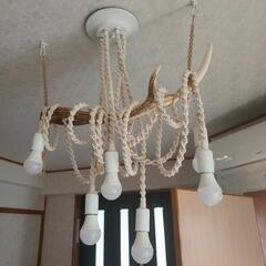 鹿の角(エゾシカ) 特大サイズ インテリアの画像