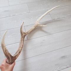 鹿の角(エゾシカ) 特大サイズ インテリアの画像