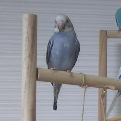 セキセイインコがいなくなりました。