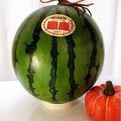 農家直送！！熊本植木スイカ🍉　人気の『羅王』