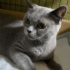 ブリティッシュショートヘア女の子
