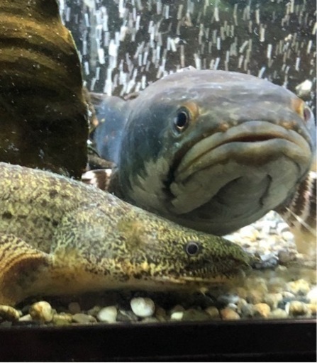 水槽、水槽台一式