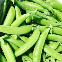5月15日  南林間駅前　お野菜