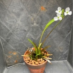 メダカ飼育セットオリジナルバケツ。幹之メダカ。の画像