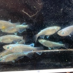 メダカ飼育セットオリジナルバケツ。幹之メダカ。の画像