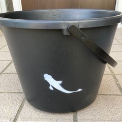 メダカ飼育セットオリジナルバケツ。幹之メダカ。