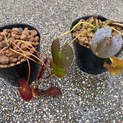 メダカ飼育セットオリジナルバケツ。幹之メダカ。の画像