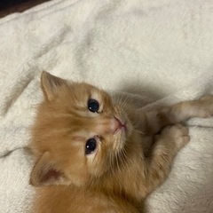 里親さん決まりました 茶トラ猫 男の子 鍵しっぽ 生後約一ヶ月 ③