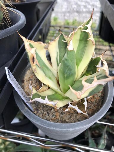 アガベ　スナグルトゥース