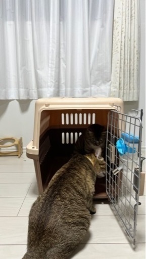 ペット(猫、犬用)スーツケース・航空輸送ボックス　水飲み器付き