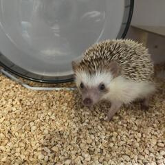 ハリネズミ　オス