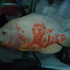 オスカー　各種　熱帯魚　