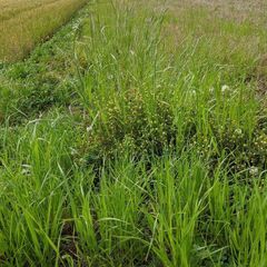 田植え前の田起こし等手伝ってもらえる方
