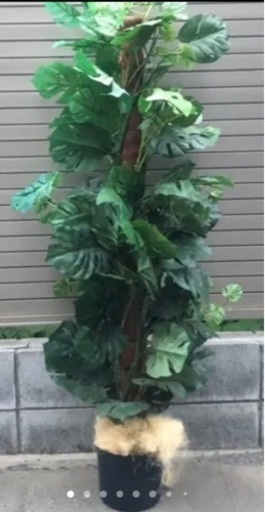 ⬛️ 稀少！⬛️ 超 デカ！⬛️ 葉っぱ、かなり多し！⬛️話題のモンステラ！⬛️人工・造花