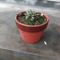 【決まりました】多肉植物～センペルビウム③