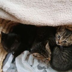 野良猫さんが、子猫3匹引き連れて助けを求めるように庭で泣いていた...