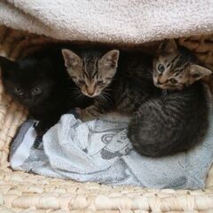 野良猫さんが、子猫3匹引き連れて助けを求めるように庭で泣いていたので、保護しました。。 - 猫