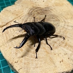 ① ツシマヒラタクワガタ　新成虫ペアの販売　