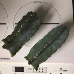 柱サボテン　鬼面角