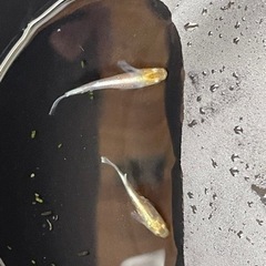 メダカ　マリアージュ　色付きワンペアの画像