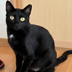 可愛い猫達を幸せにする会、里親さん募集