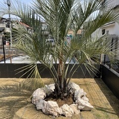 ココスヤシ、配送＋植え込み費コミコミ価格！(関東圏)