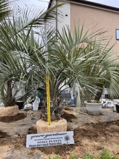 ココスヤシ、配送＋植え込み費コミコミ価格(関東圏