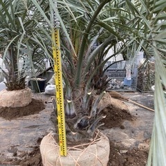 ココスヤシ、配送＋植え込み費コミコミ価格(関東圏