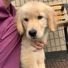 ゴールデン仔犬　里親さん募集中
