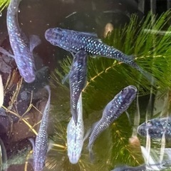 サファイアメダカの卵　5/27までの画像