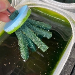 サファイアメダカの卵　5/27までの画像