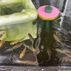 夜桜ゴールドメダカの卵　5/20までの画像