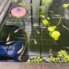 白姫メダカの卵　5/27までの画像