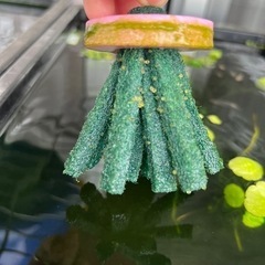 白姫メダカの卵　5/27までの画像