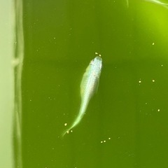 マリンブルーメダカの卵　5/27までの画像