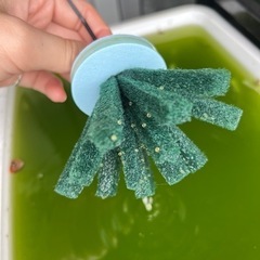【譲り先決定】幹之めだかの卵　5/20までの画像