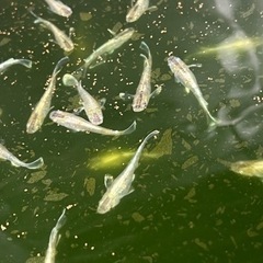 燐光めだかの卵　5/27までの画像