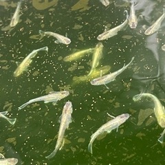 燐光めだかの卵　5/27までの画像
